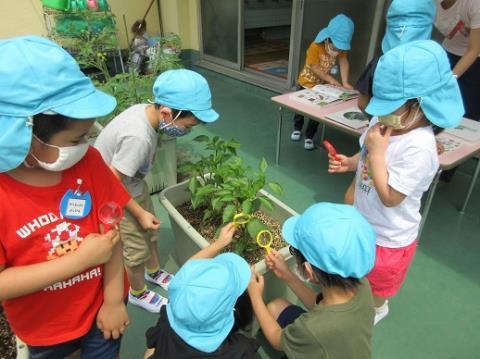 写真:6月の様子59