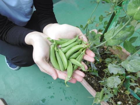 写真:5月の様子4