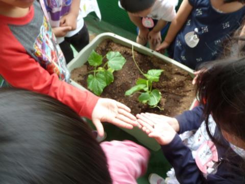 写真:5月の様子18