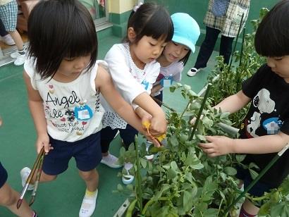 写真:5月の様子56