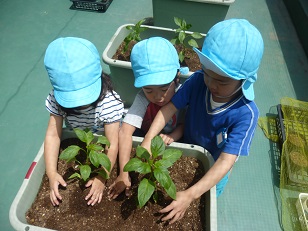 写真:種まき・苗植え・収穫4