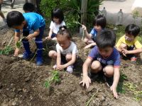 写真:苗を植える子どもたち