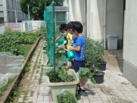 写真:植物にお水をあげる子どもたち1