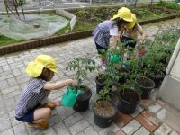 写真:植物にお水をあげる子どもたち2