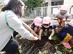 写真:幼稚園でおいもほり1