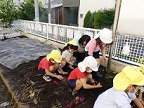 写真:幼稚園でおいもほり4