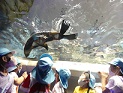 写真:すみだ水族館遠足5