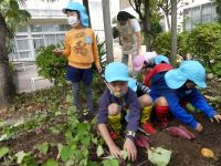 写真:幼稚園でおいもほり、そして実食！1