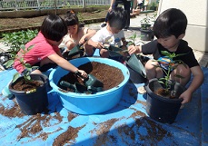 写真:ピーマンを植える子どもたち
