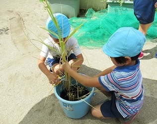 写真:稲刈り2