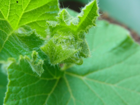 写真:野菜の苗4