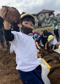 写真:4歳たんぽぽ組　芋掘り遠足1