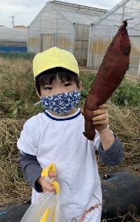 写真:4歳たんぽぽ組　芋掘り遠足2
