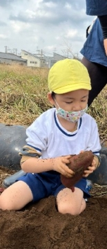 写真:4歳たんぽぽ組　芋掘り遠足3