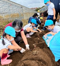 写真:5歳すみれ組　芋掘り遠足2