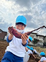 写真:5歳すみれ組　芋掘り遠足3