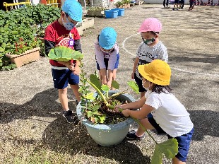 写真:里芋掘り1