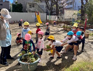 写真:里芋掘り2