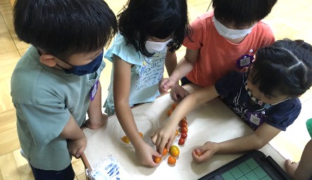 写真:ミニトマトを分ける子どもたち