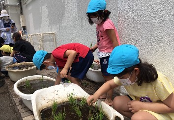 写真:田植え体験1