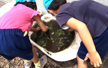 写真:田植え体験2