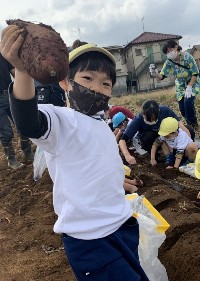 写真:芋掘り遠足1