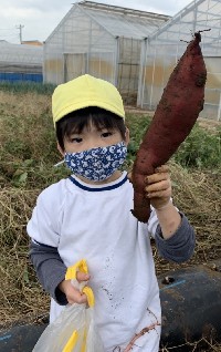 写真:芋掘り遠足2