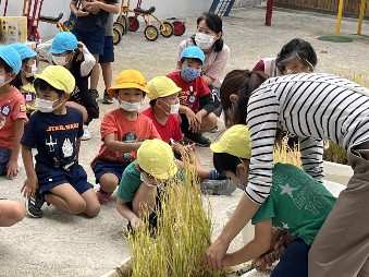 写真:稲刈りを体験する子どもたち