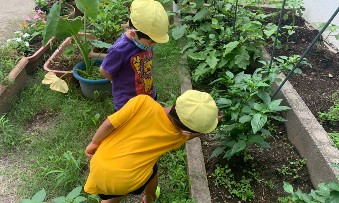 写真:夏野菜の収穫