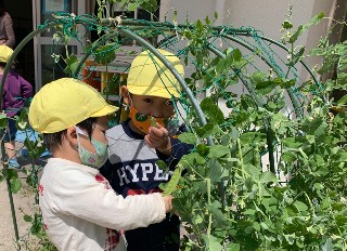 写真:さやえんどうの収穫する子どもたち