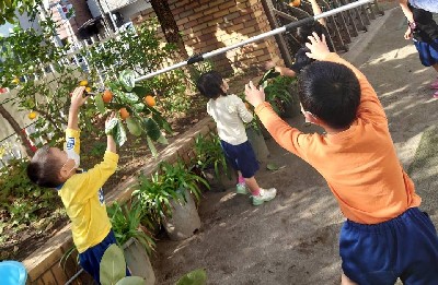 写真:柿の実を取る子どもたち