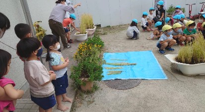 写真:稲刈りを見る子どもたち