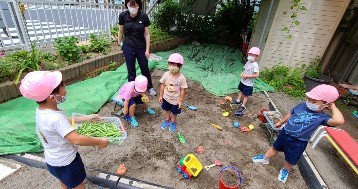 写真:いんげん豆を収穫する子どもたち