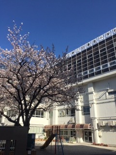 写真:晴れた空と桜