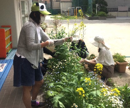 写真:サツマイモを植える準備