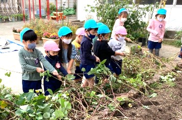 写真:蔓を引っ張る子どもたち