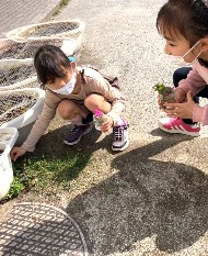 写真:お花摘みの様子1