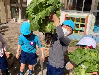 写真:白菜を収穫する子どもたち