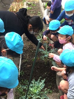 写真:苗を見る子どもたち