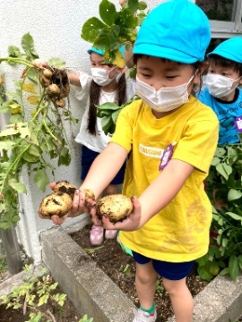 写真:ジャガイモの収穫1