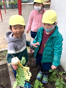 写真:野菜の収穫1