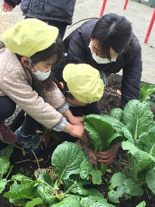 写真:野菜の収穫2