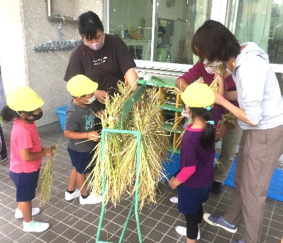 写真:稲刈り