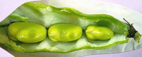 写真:緑のきれいな豆