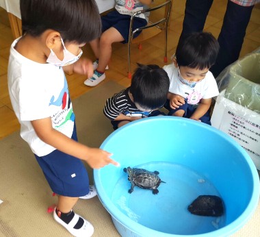 写真:亀を見る子どもたち