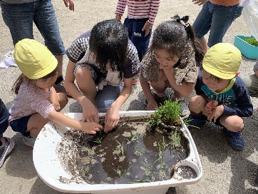 写真:米の苗を植える子どもたち