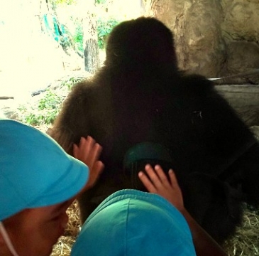 写真:ガラス越しにゴリラの背中を撫でる子どもたち