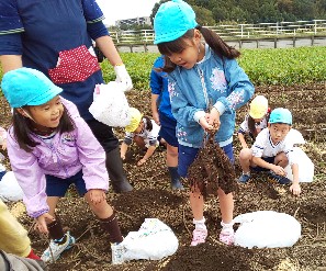 写真:さつまいもを収穫する子どもたち