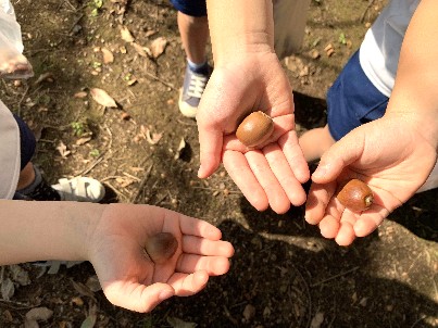 写真:子どもたちの手にのった大きくて丸っこいどんぐり