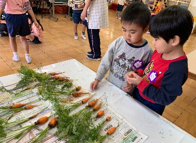 写真:収穫したニンジンを見る子どもたち